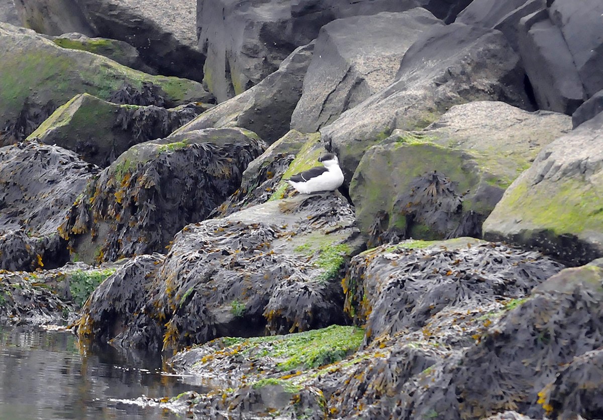 Razorbill - ML522777461