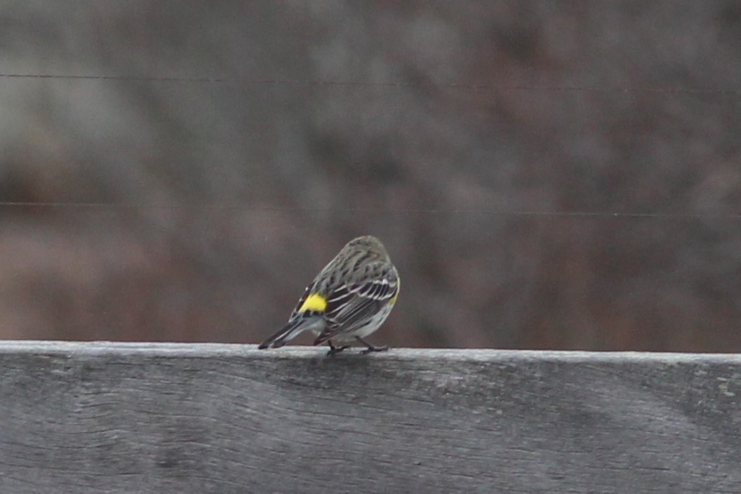 Yellow-rumped Warbler - ML52277831