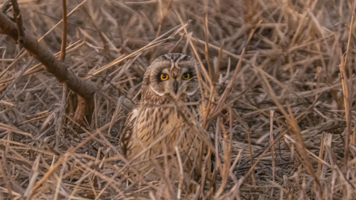 Short-eared Owl - ML522778671