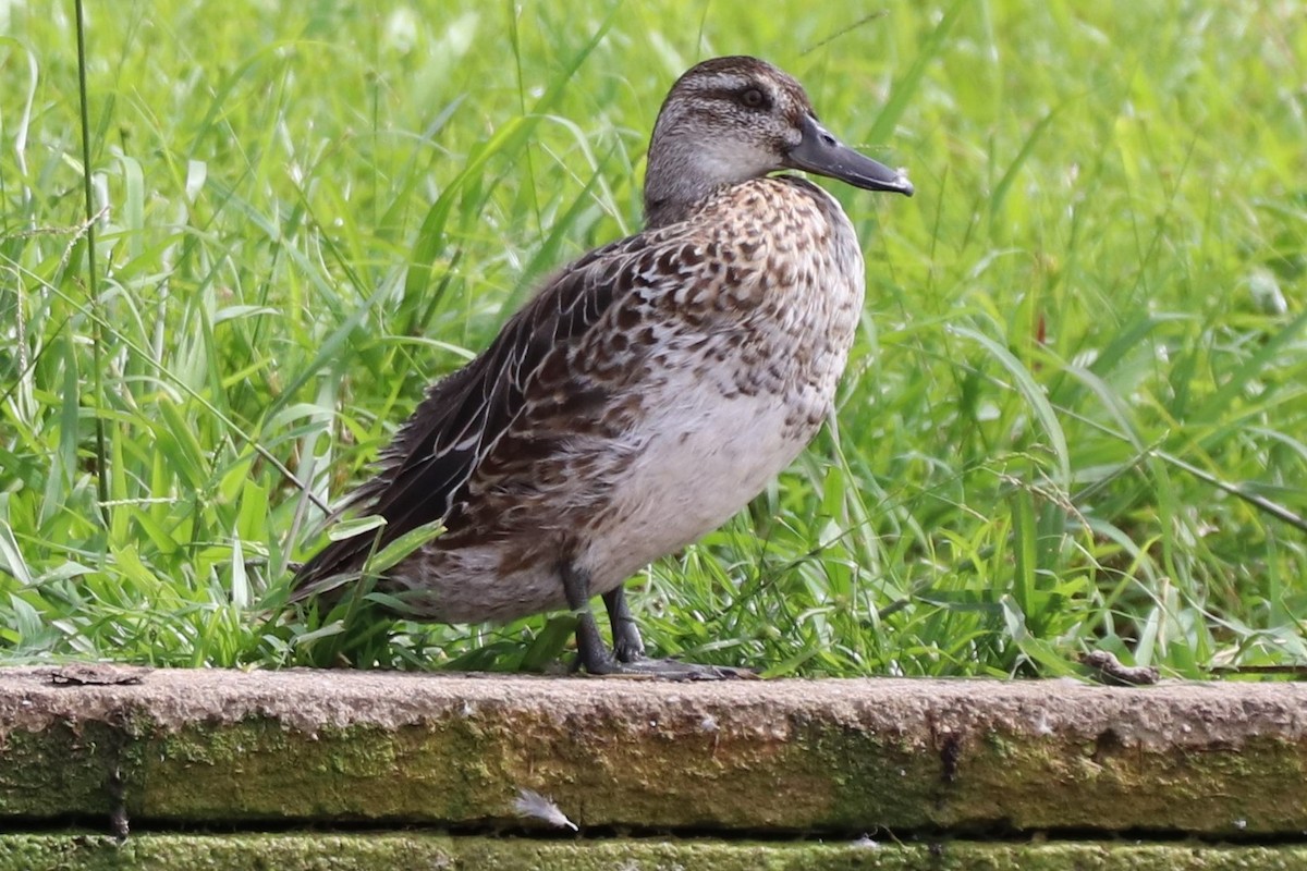 Garganey - ML522779201