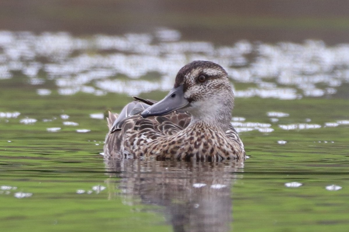 Garganey - ML522779211