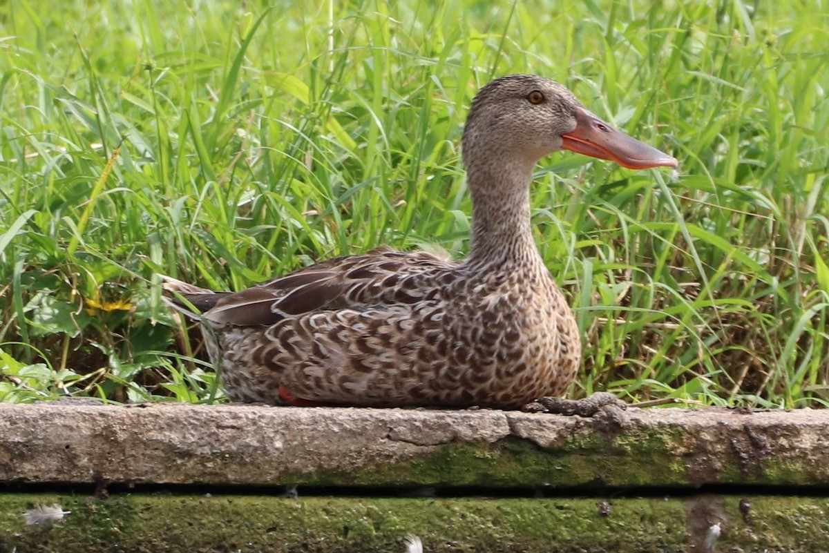 Northern Shoveler - Martin Kastner