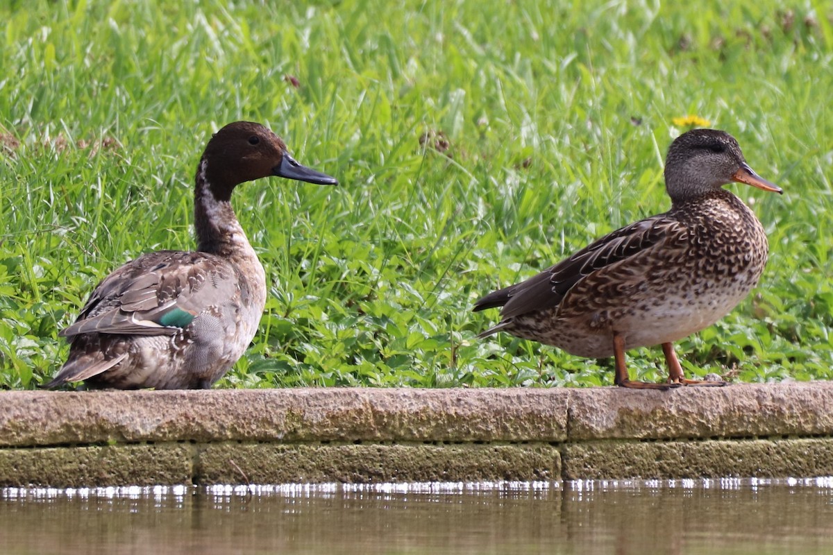 Canard chipeau - ML522779681