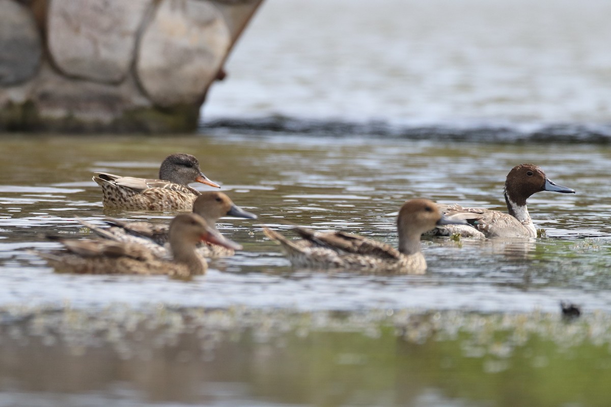 Gadwall - ML522779691