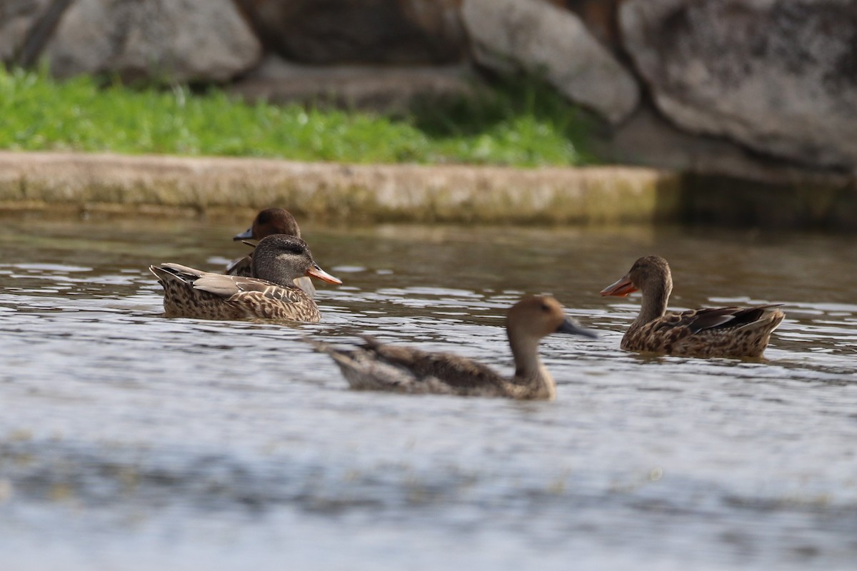 Gadwall - ML522780501