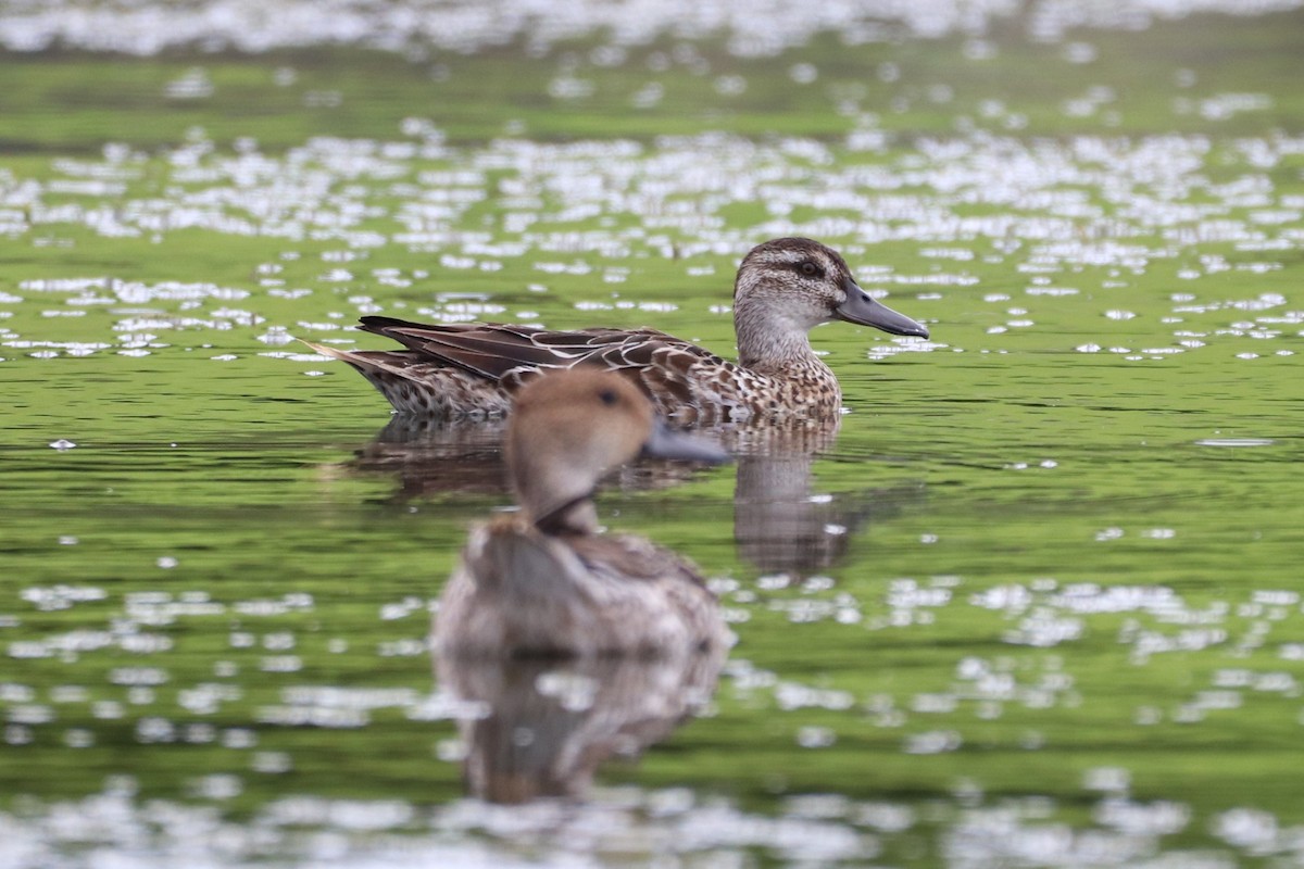 Garganey - ML522780711