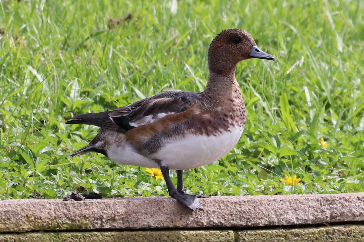 Canard siffleur - ML522781061