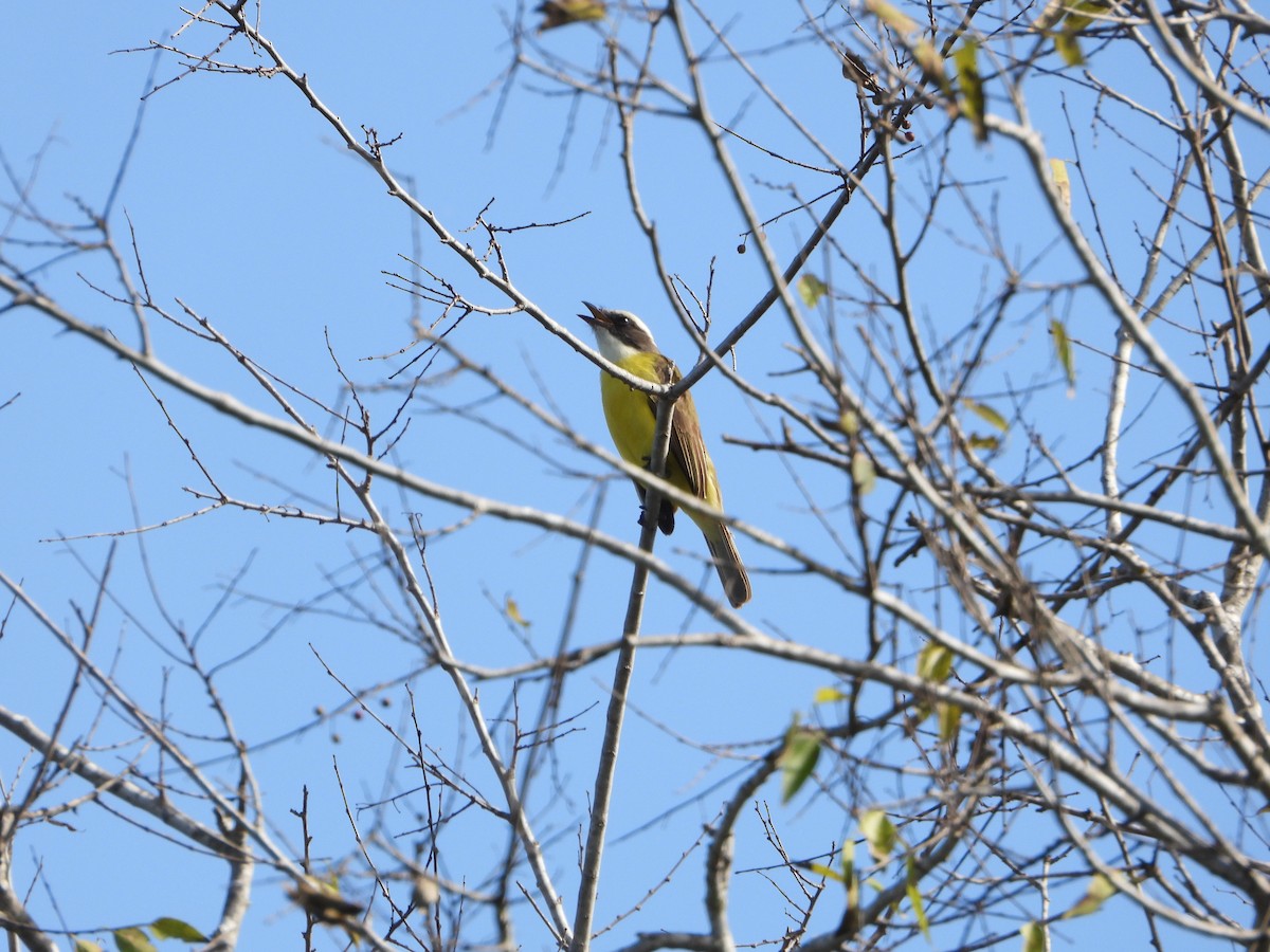 Social Flycatcher - ML522783421