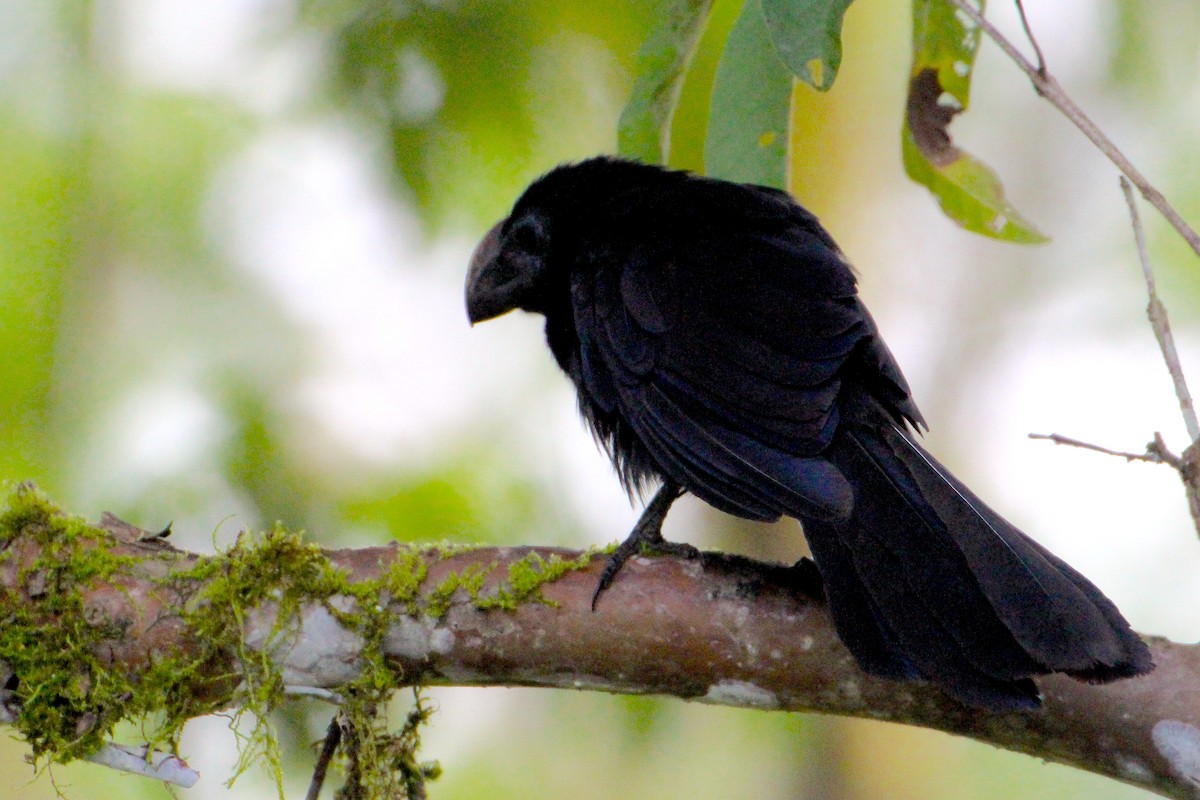 Smooth-billed Ani - ML52278351