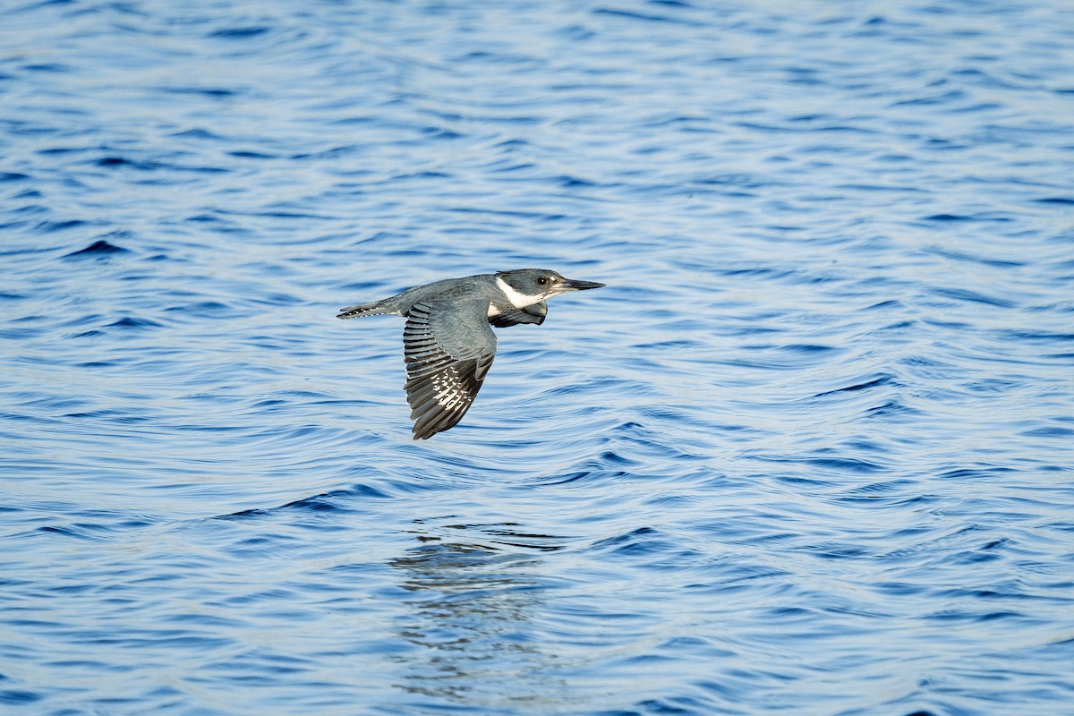 Belted Kingfisher - ML522783641