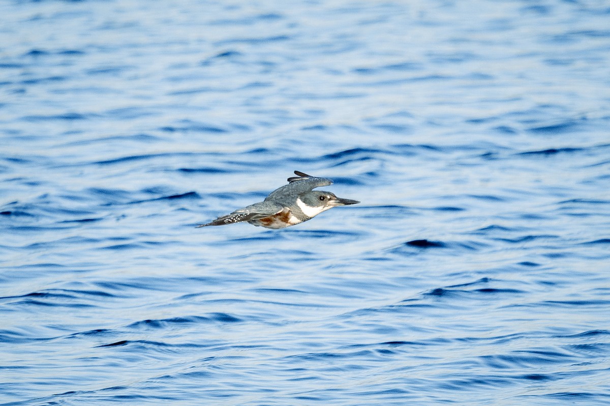 Belted Kingfisher - ML522783681