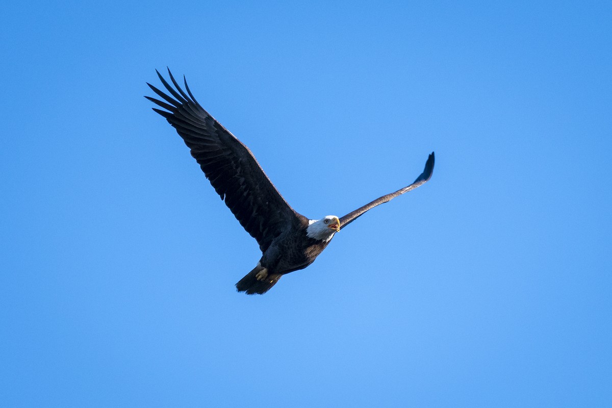 Bald Eagle - ML522783821