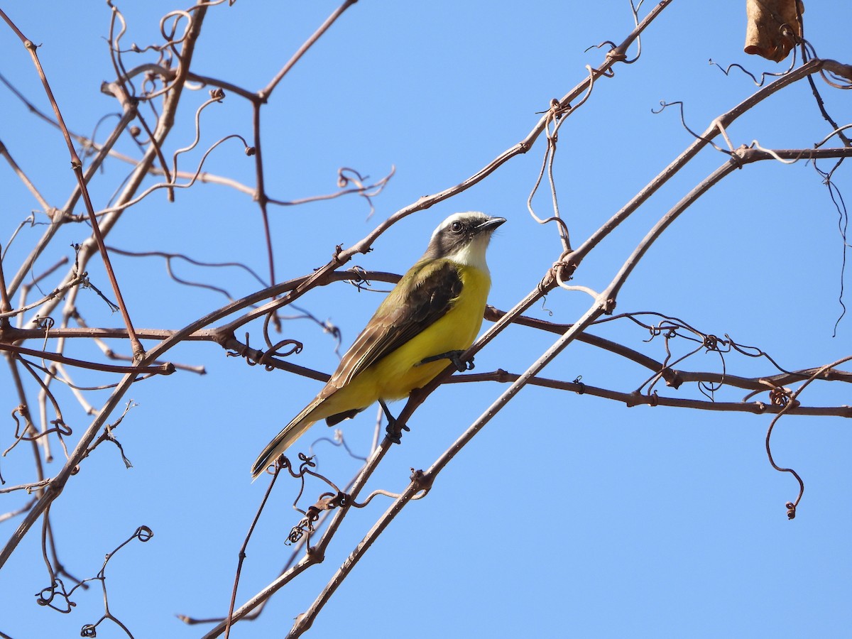 Social Flycatcher - ML522783951
