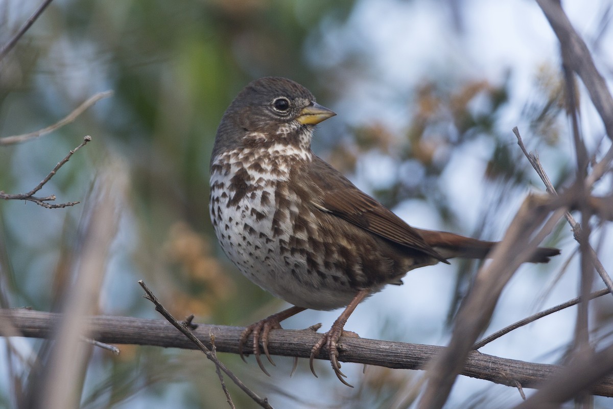 Fox Sparrow - ML52278411