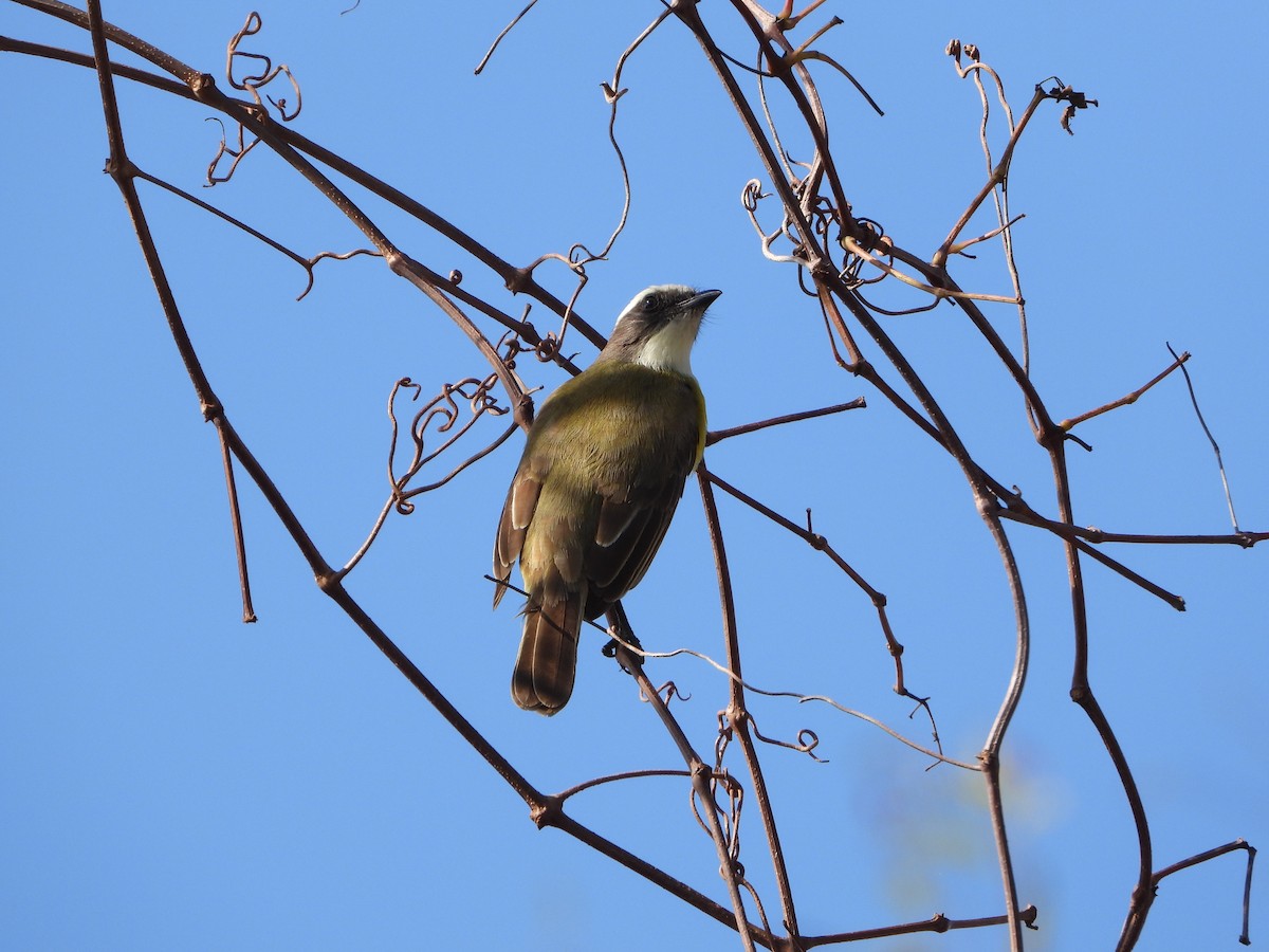 Social Flycatcher - ML522784221