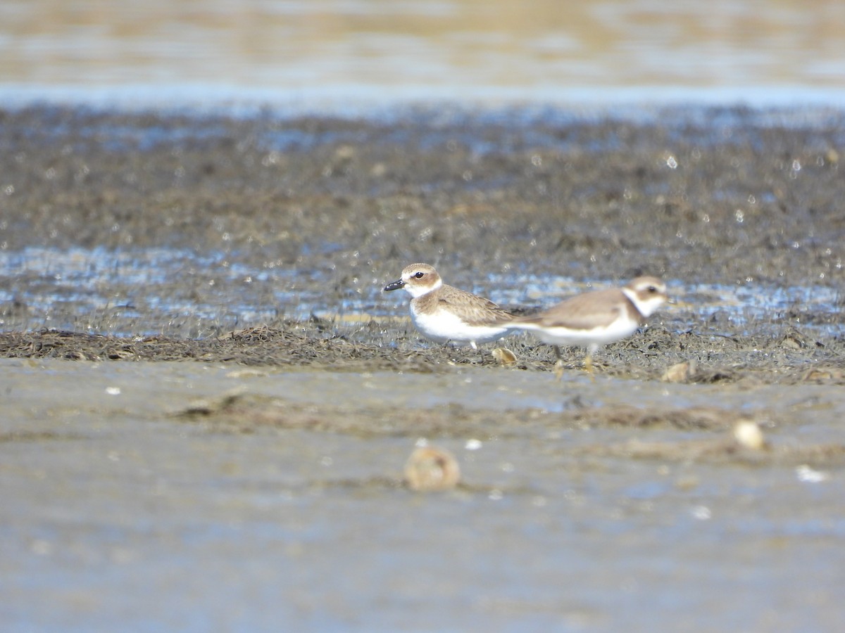 Wilson's Plover - ML522787501