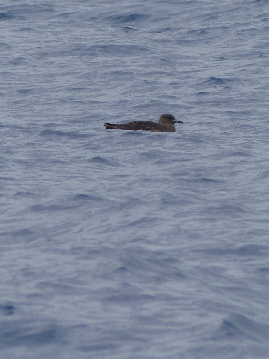 Brown Skua (Subantarctic) - ML522789071
