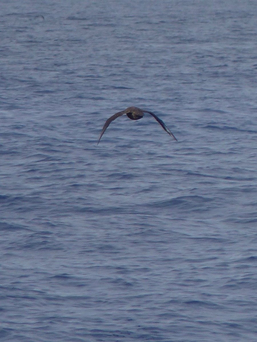 Brown Skua (Subantarctic) - ML522789371