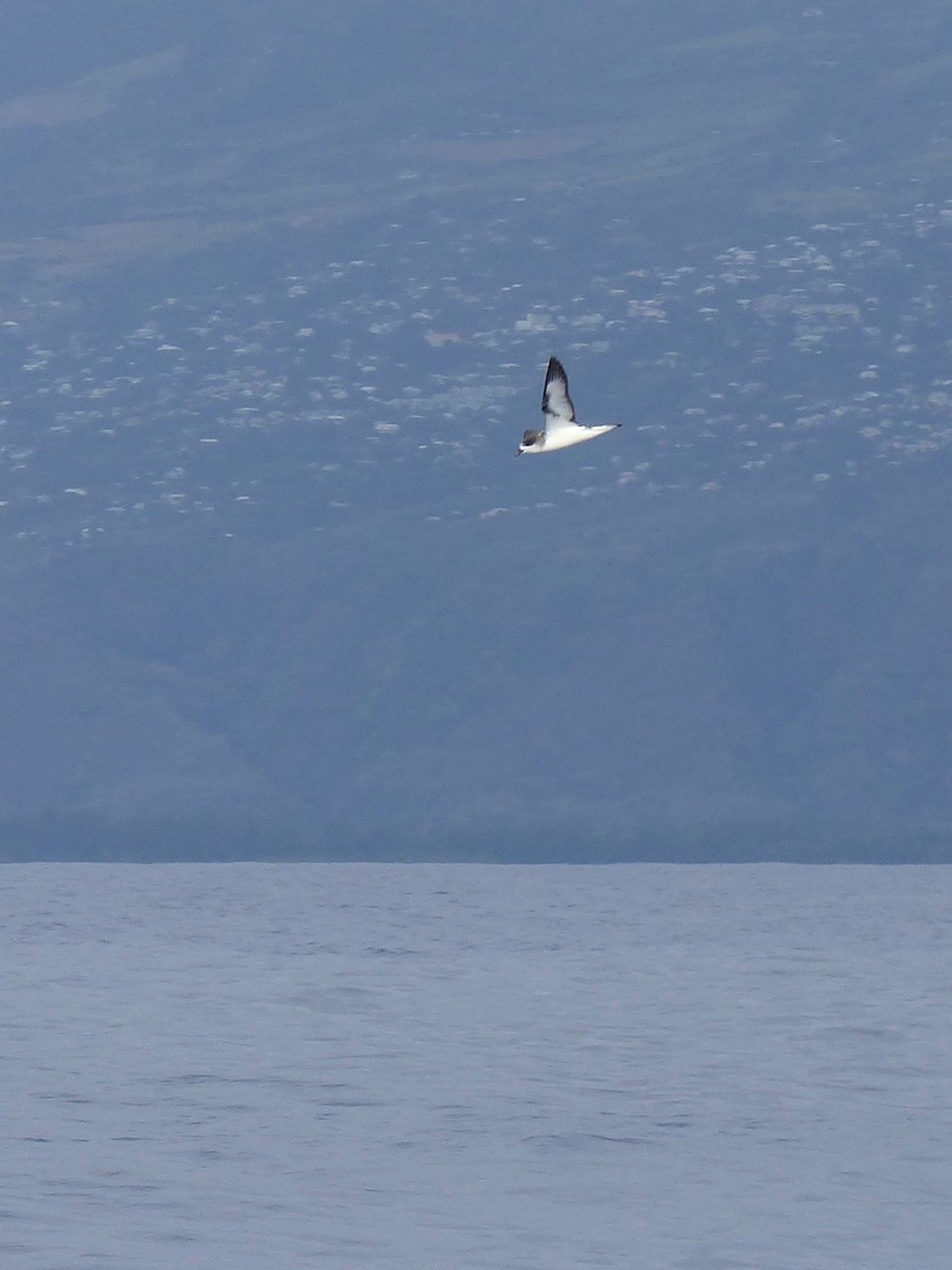 Barau's Petrel - ML522789601