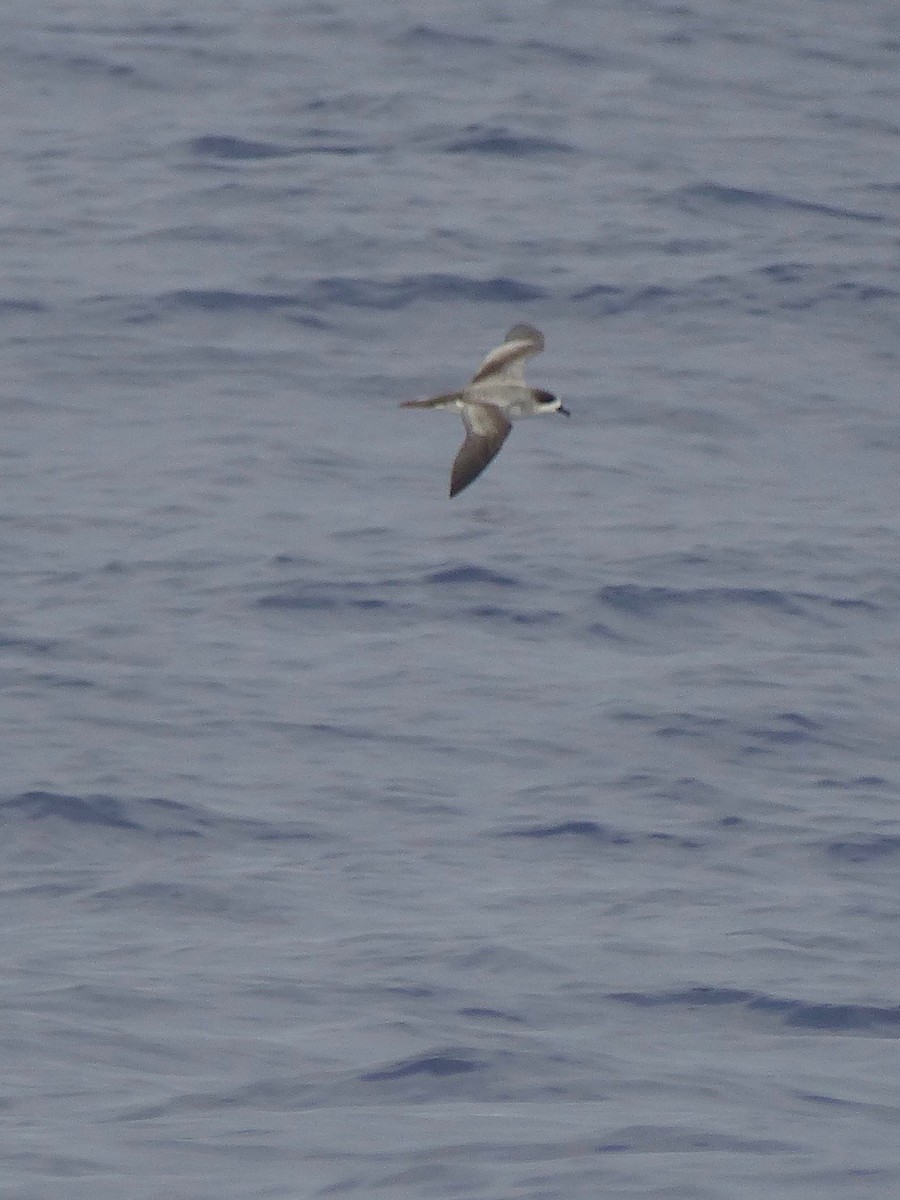 Barau's Petrel - ML522789621