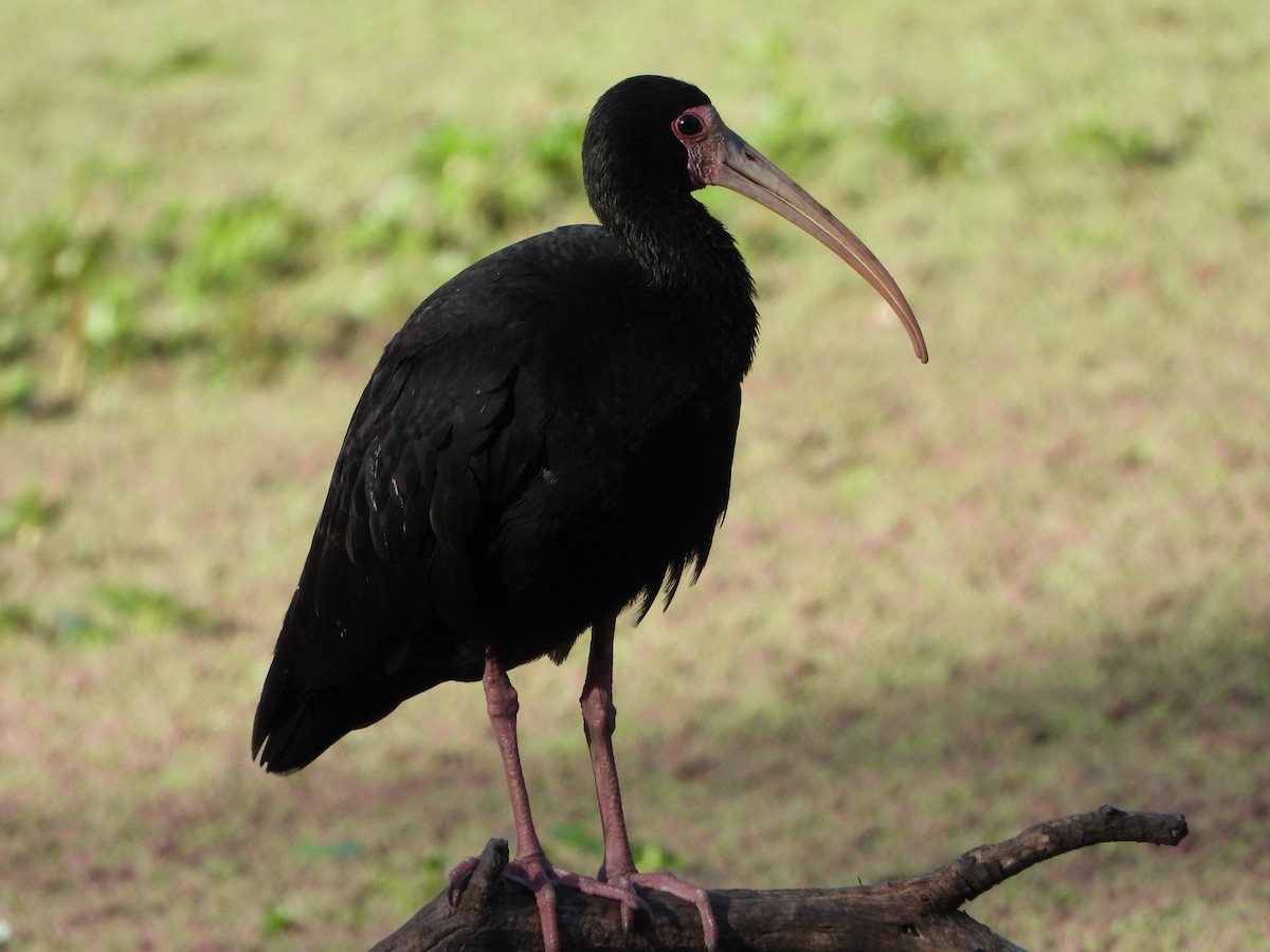 ibis tmavý - ML522790011