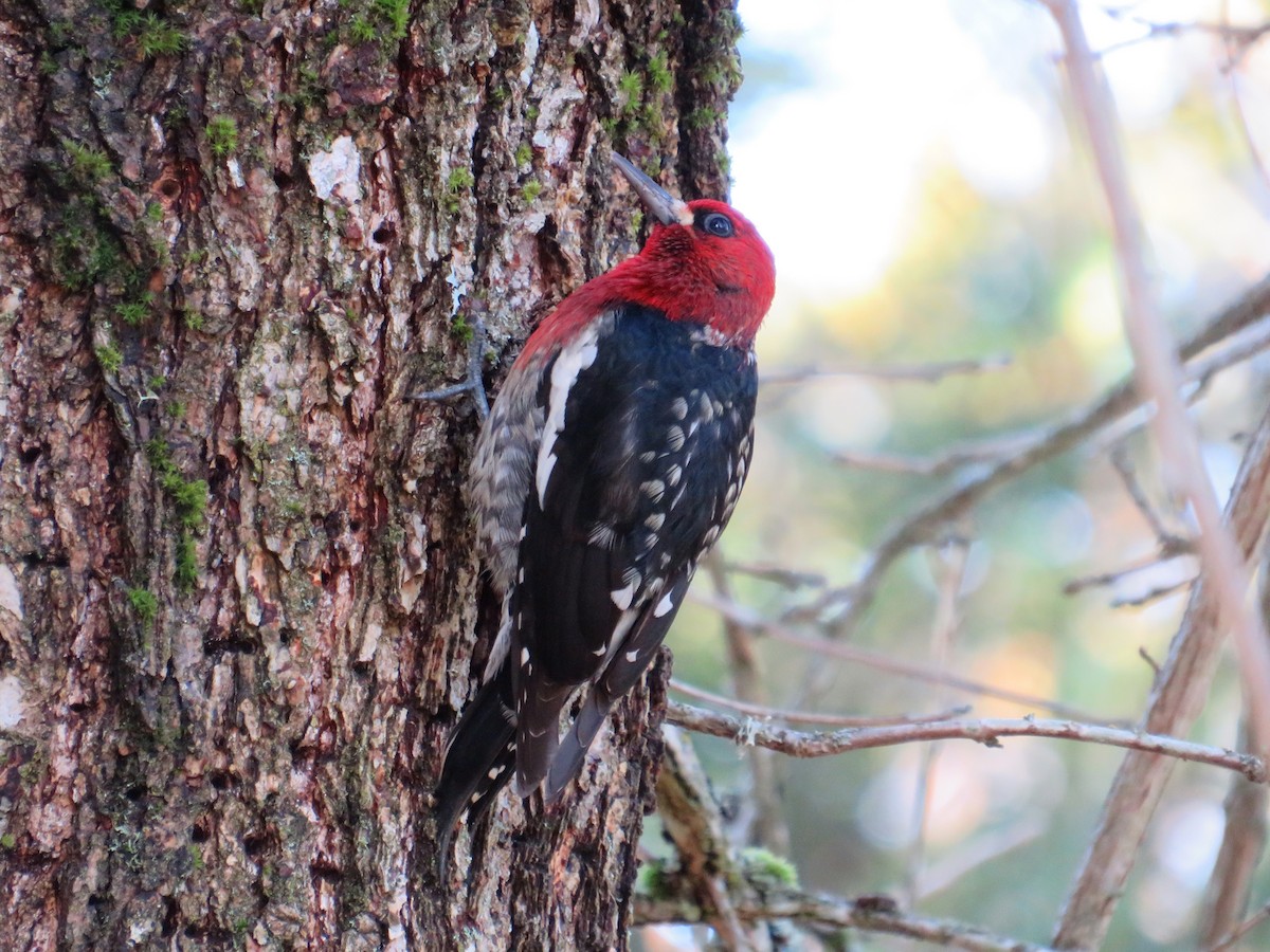 Red-breasted Sapsucker - ML522790131