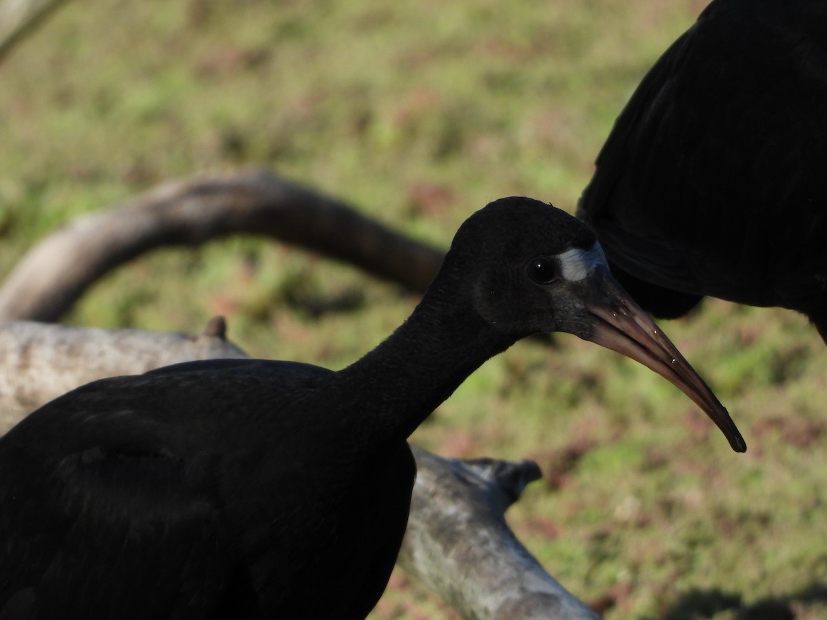 rødmaskeibis - ML522790201