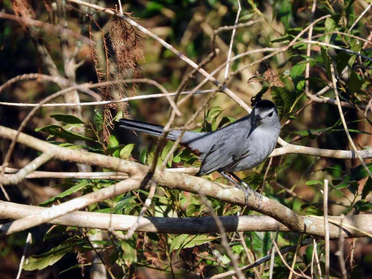 Gray Catbird - ML522790691