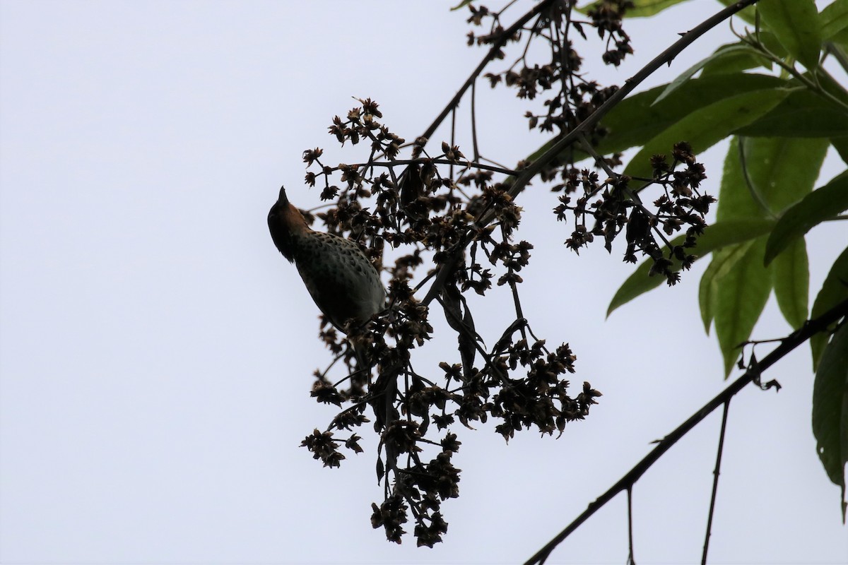 Rufous-throated Tanager - ML522791061