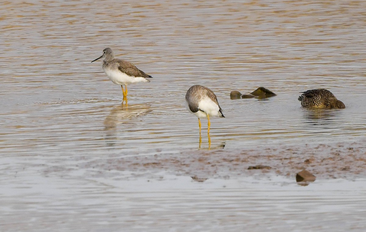 Greater Yellowlegs - ML522791171