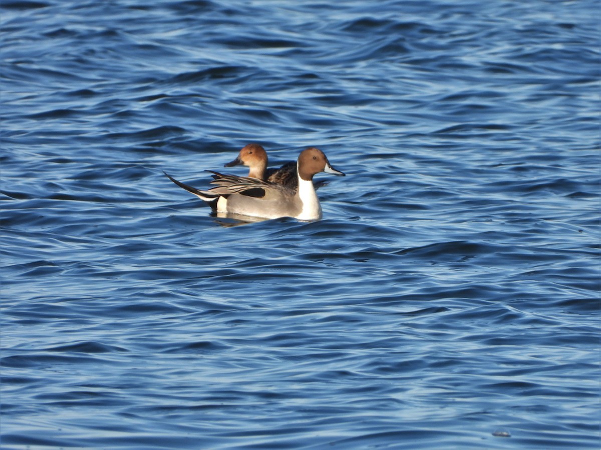 Northern Pintail - ML522791361