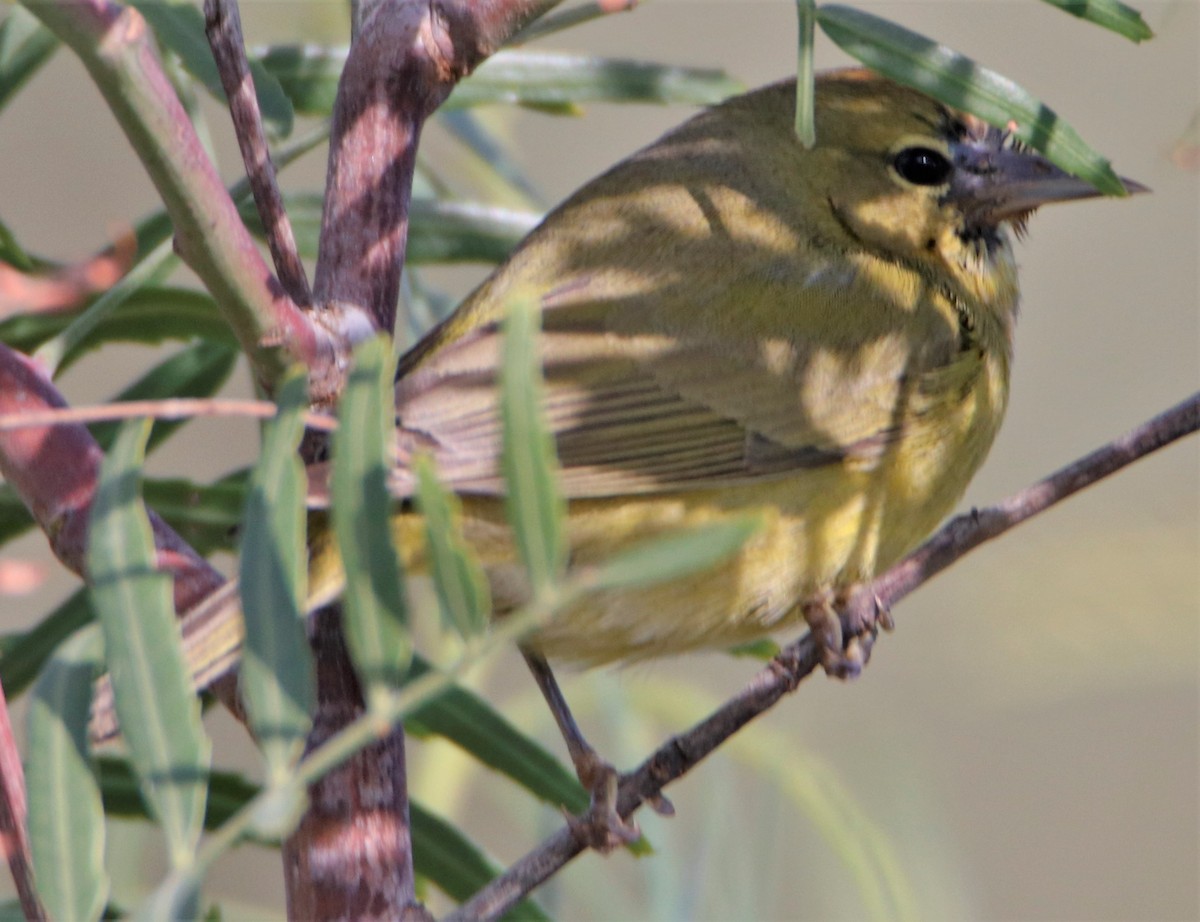 Orange-crowned Warbler - Barry Spolter