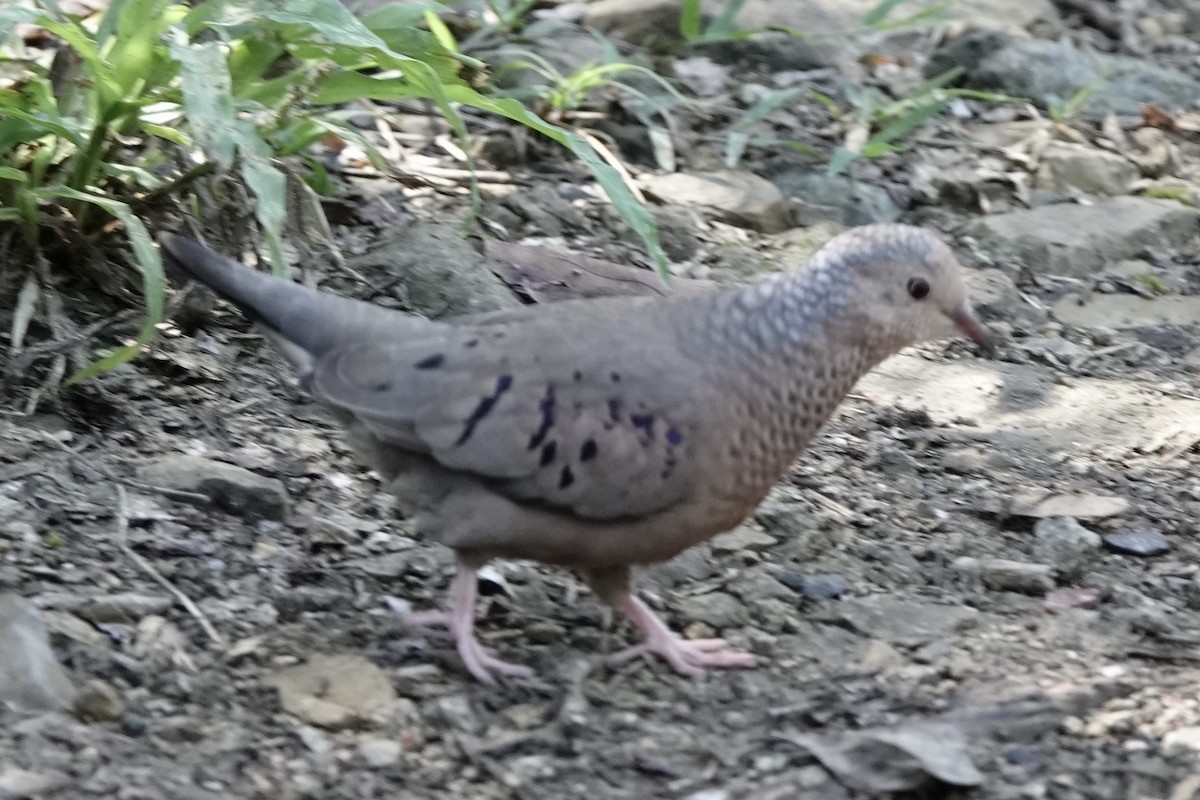 Common Ground Dove - Matthew Auchter