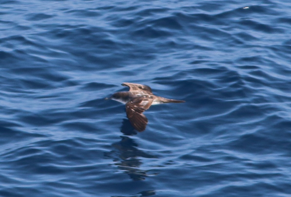 Black-vented Shearwater - ML522793751