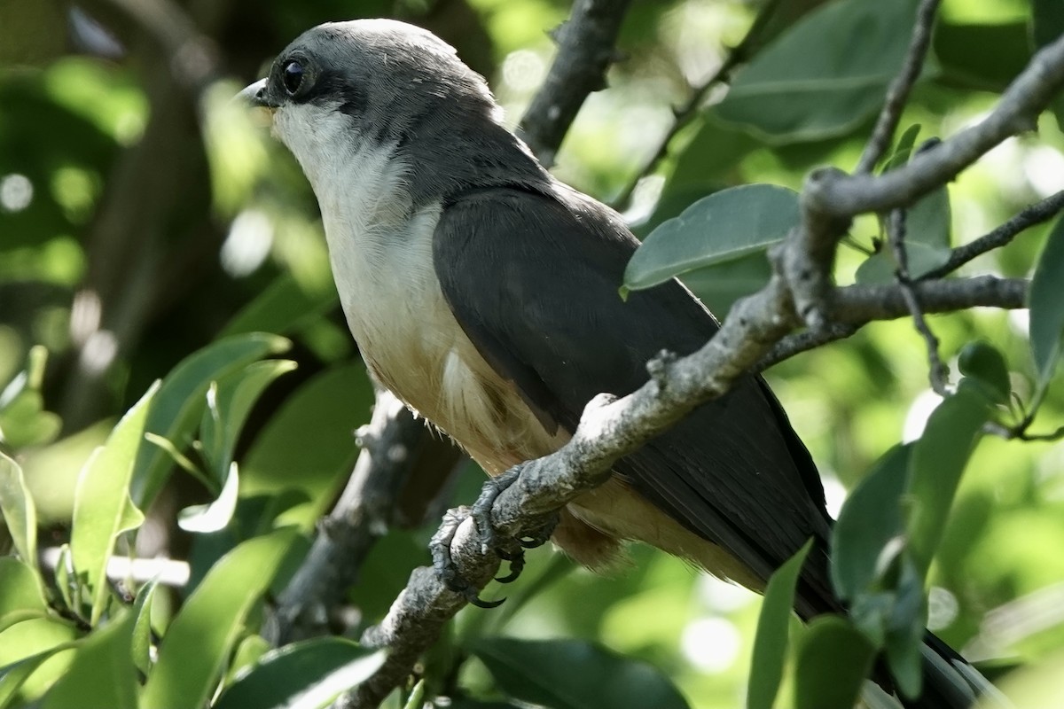 Mangrove Cuckoo - ML522794131