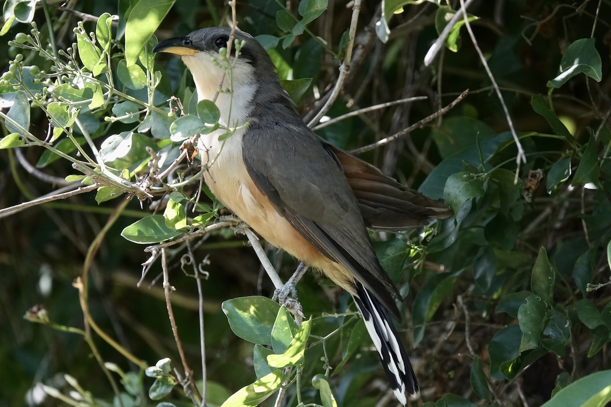 Mangrove Cuckoo - ML522794161