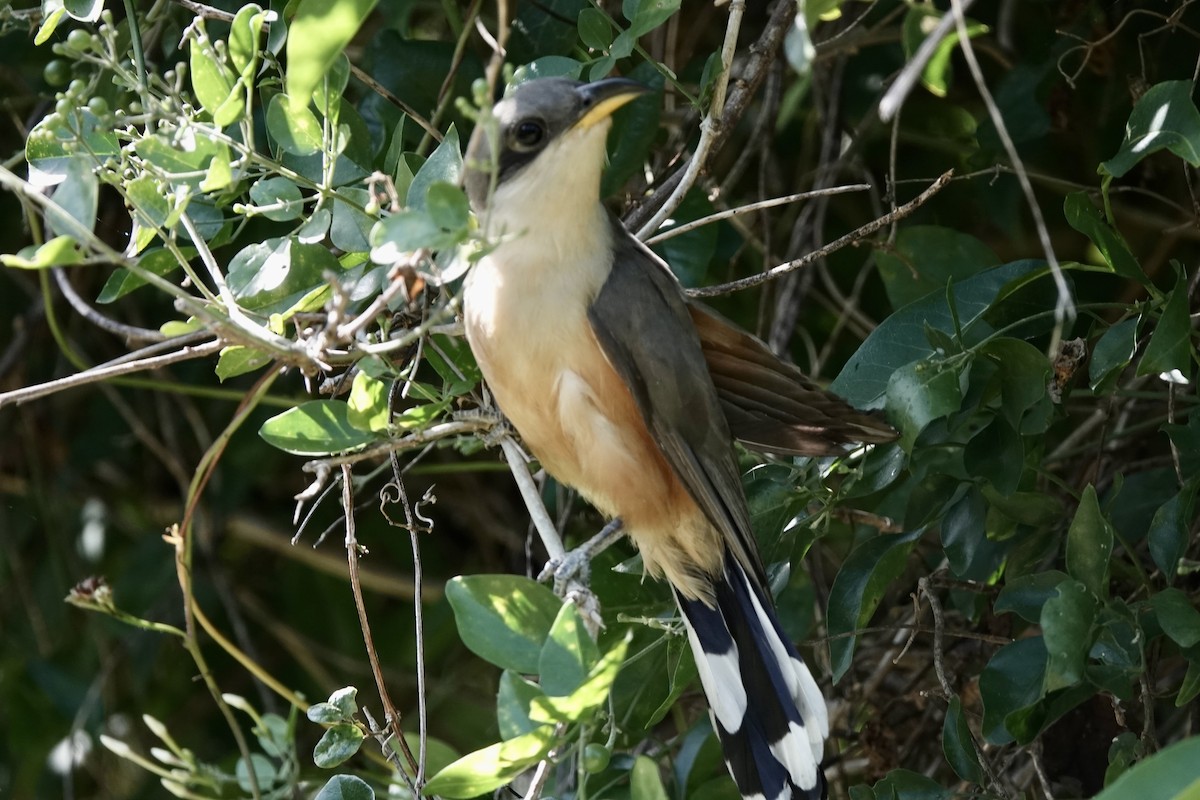 Mangrove Cuckoo - ML522794181