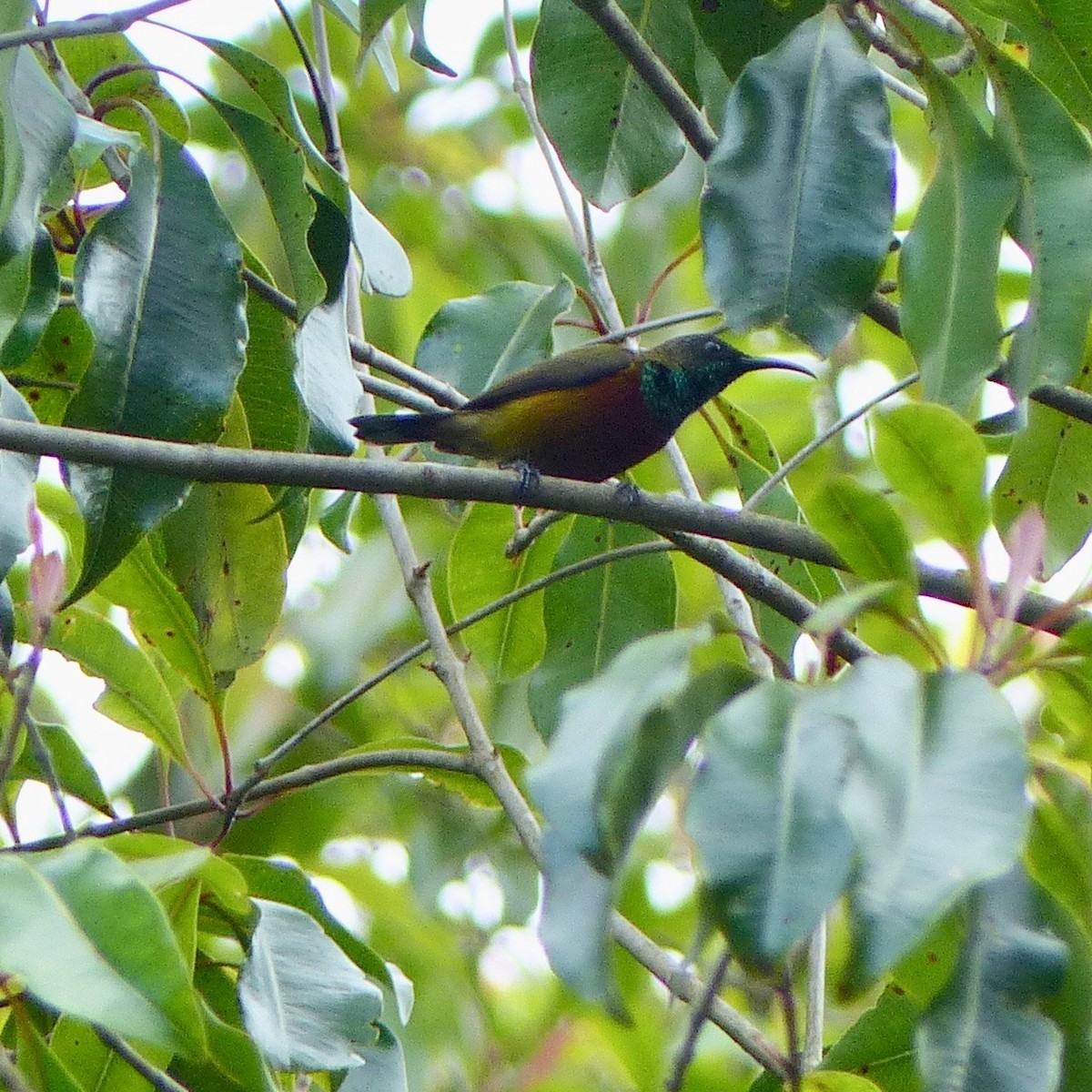 Humblot's Sunbird - ML522796971