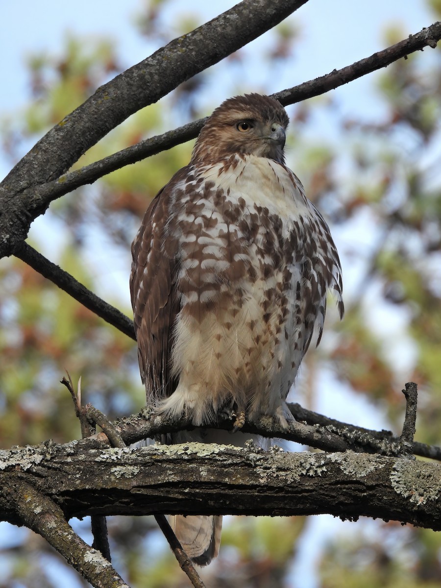 Red-tailed Hawk - ML522797621