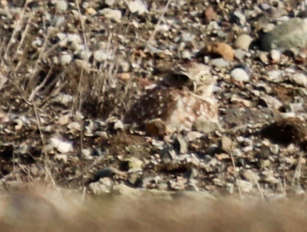 Burrowing Owl - ML522797731