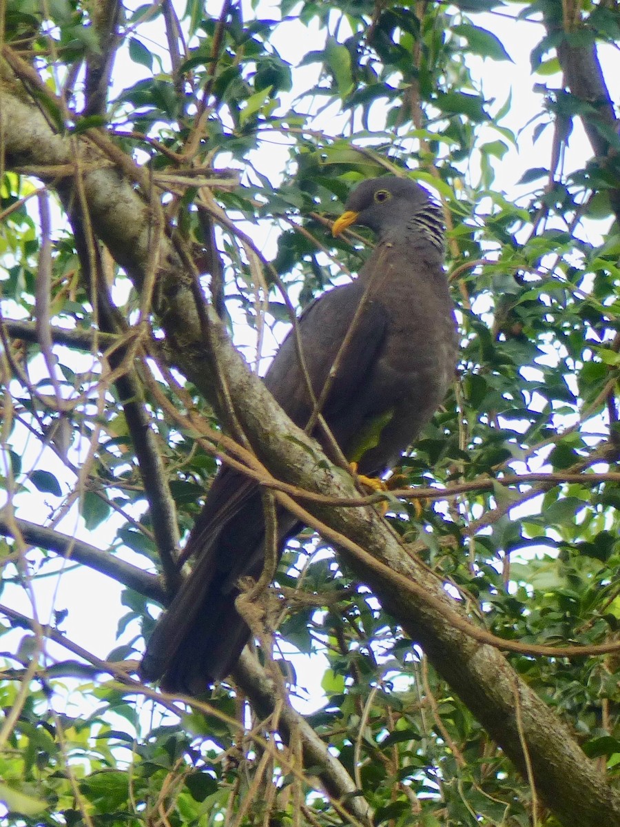 Comoro Pigeon - ML522797741