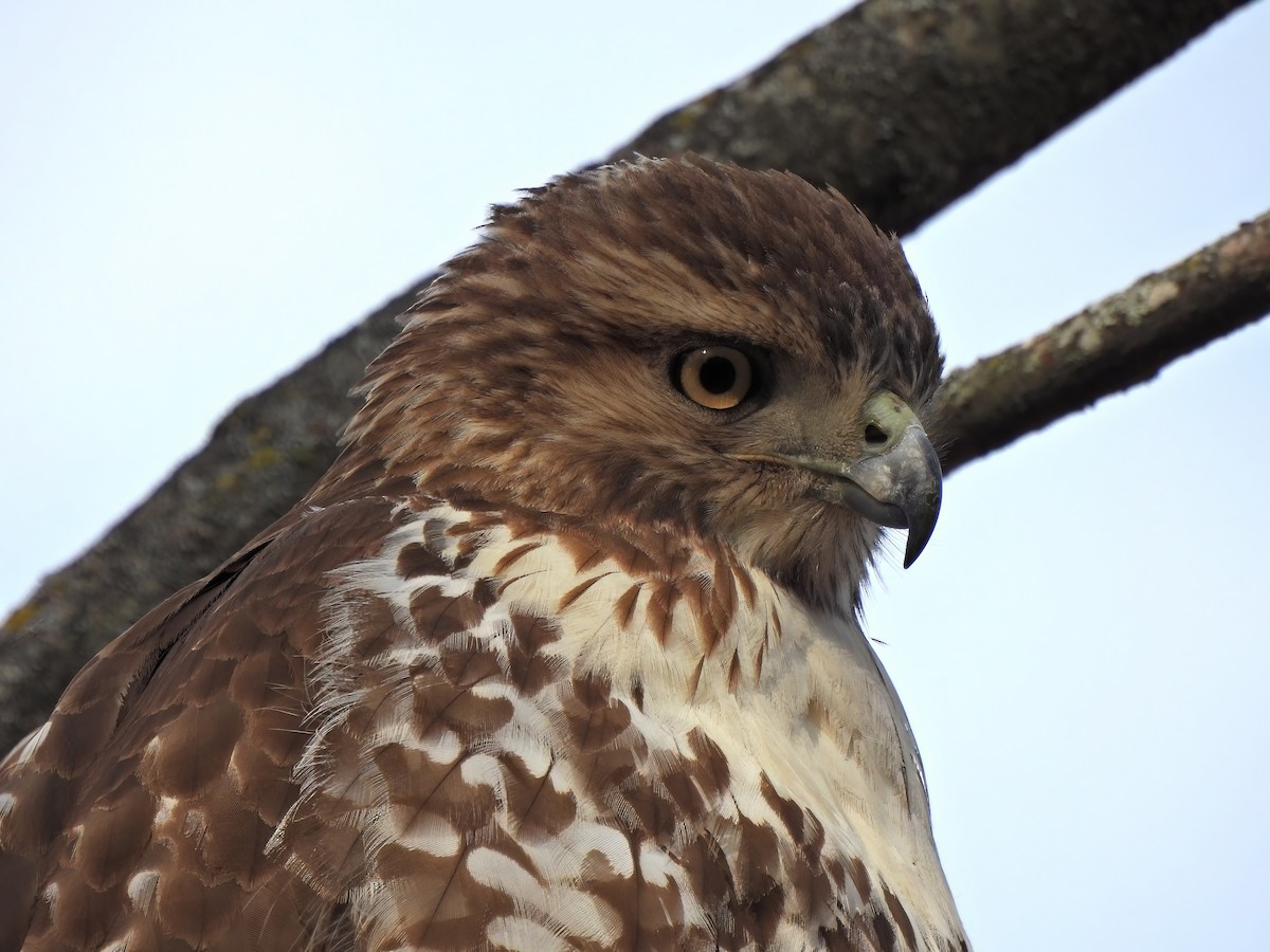 Red-tailed Hawk - ML522797801
