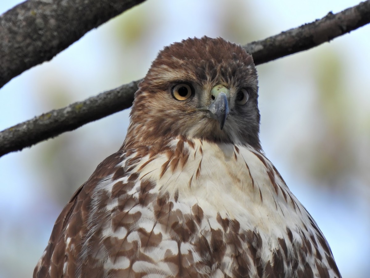 Red-tailed Hawk - ML522797861