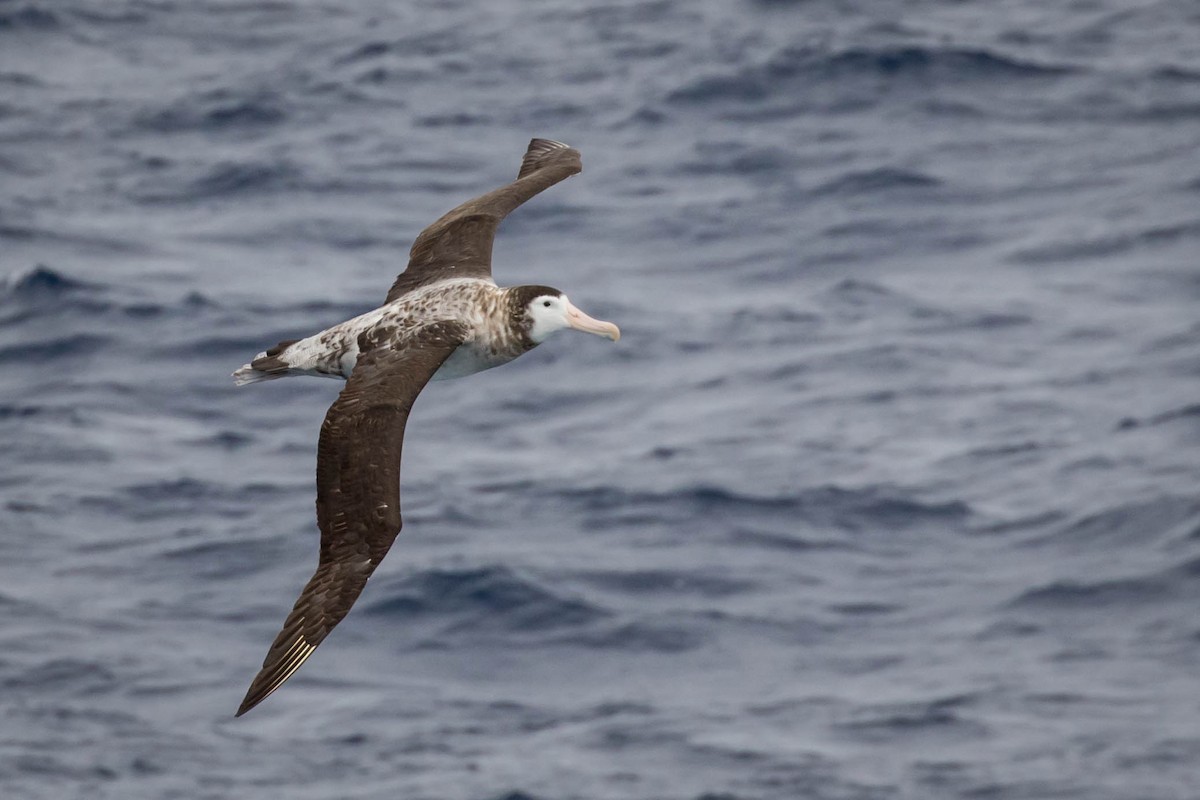Albatros hurleur, A. de Tristan da Cunha ou A. des Antipodes - ML522797961