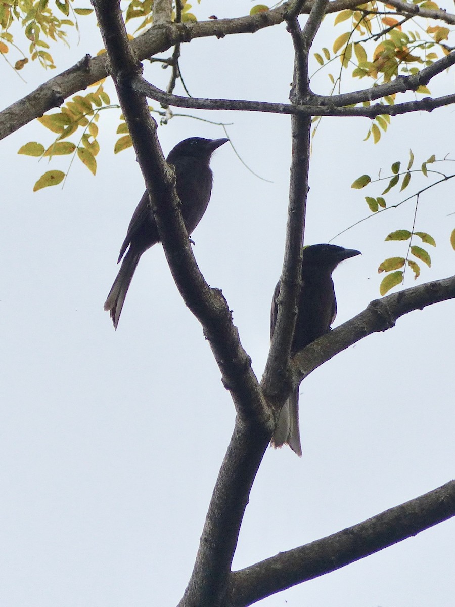 Drongo de Grande Comore - ML522798031