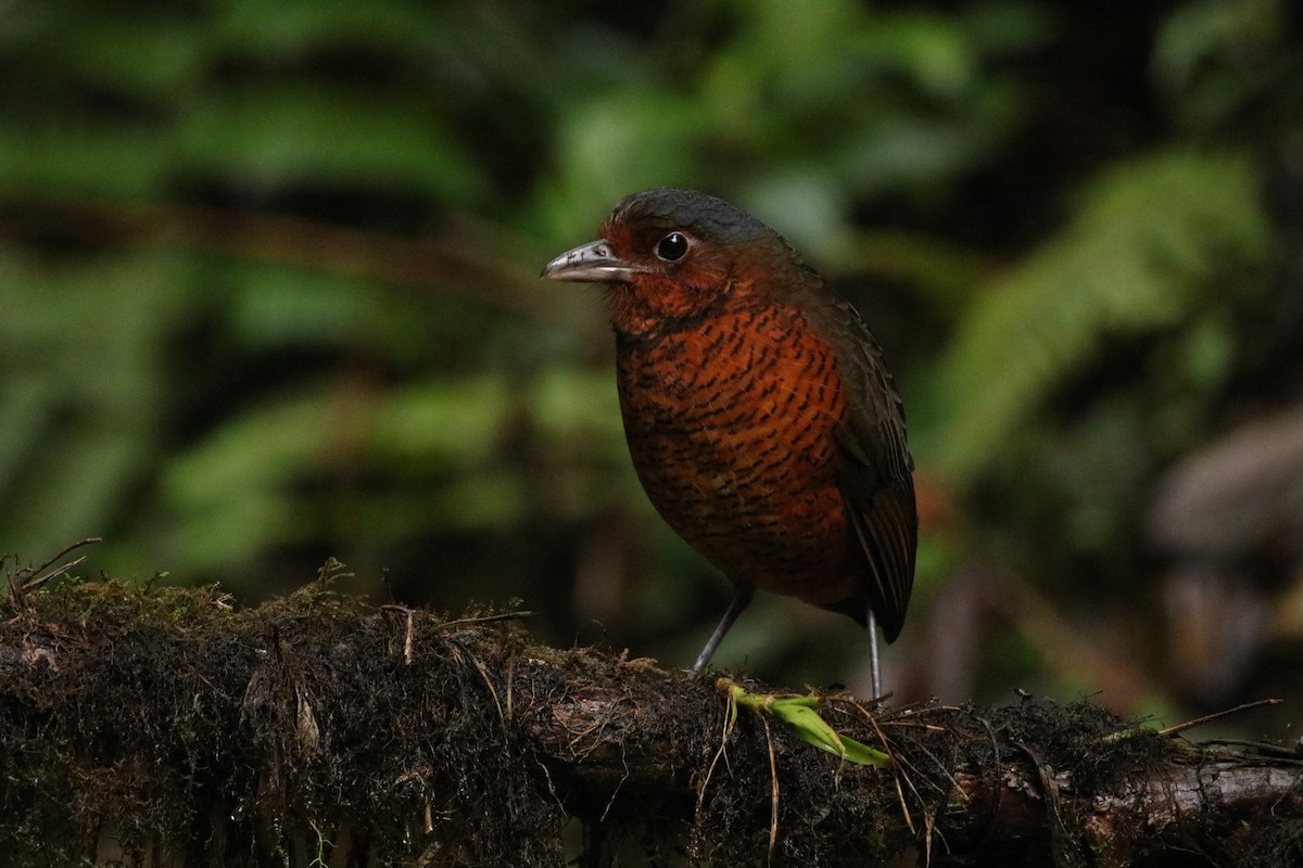 Giant Antpitta - Jenny Andrews