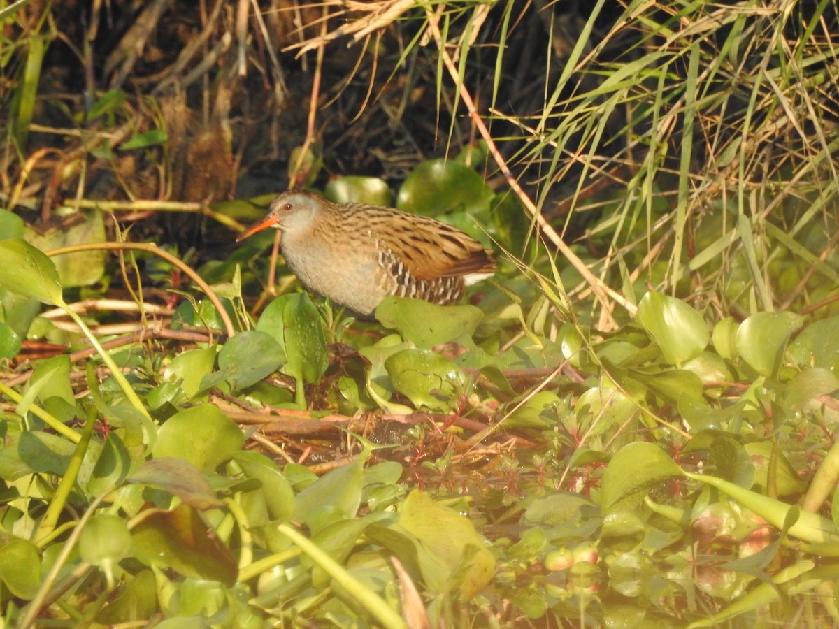 Brown-cheeked Rail - ML522799231