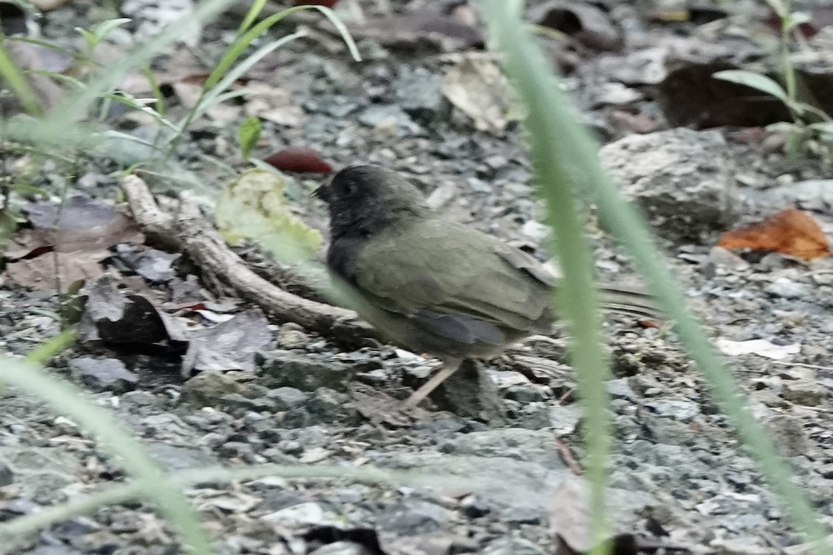 Black-faced Grassquit - Matthew Auchter