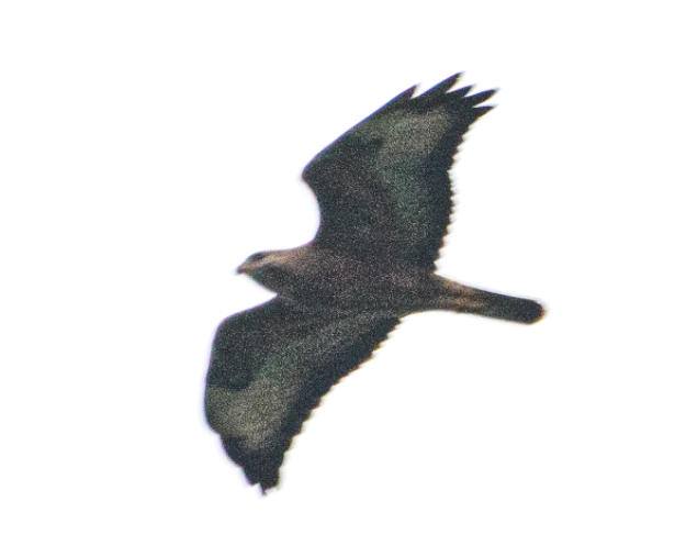 Common Buzzard - ML522799901