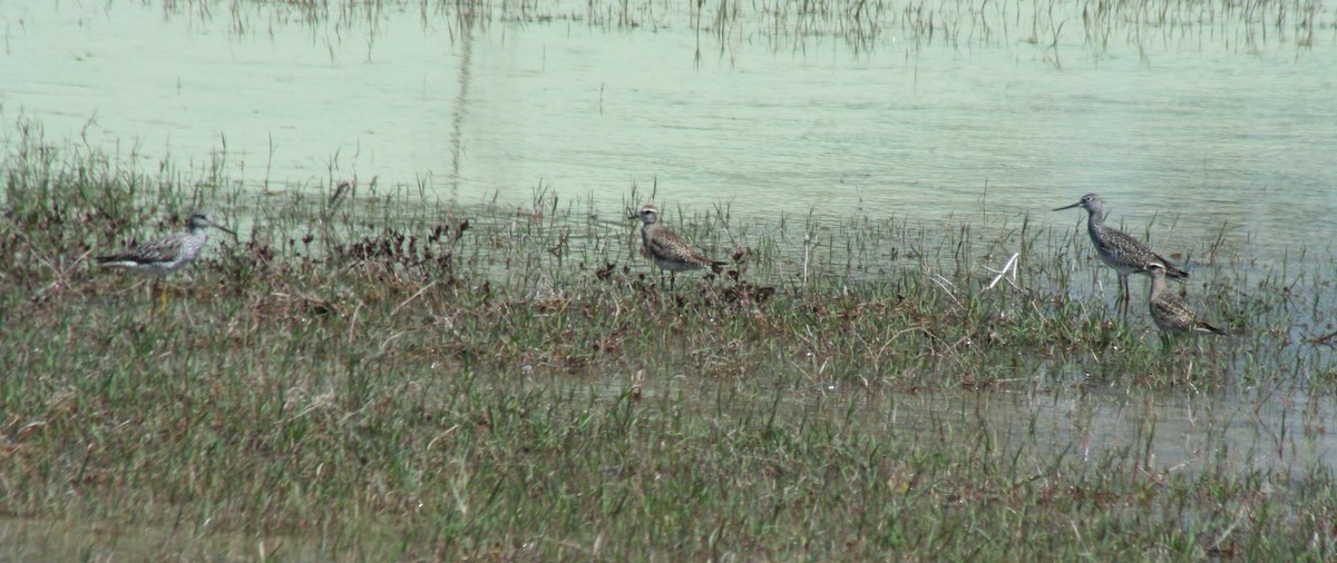 Greater Yellowlegs - Paul Sellin